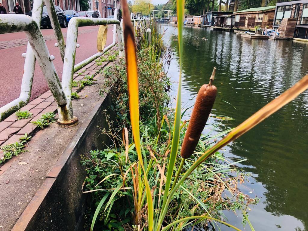 Floatlands in Utrechtse gracht, rietstengel