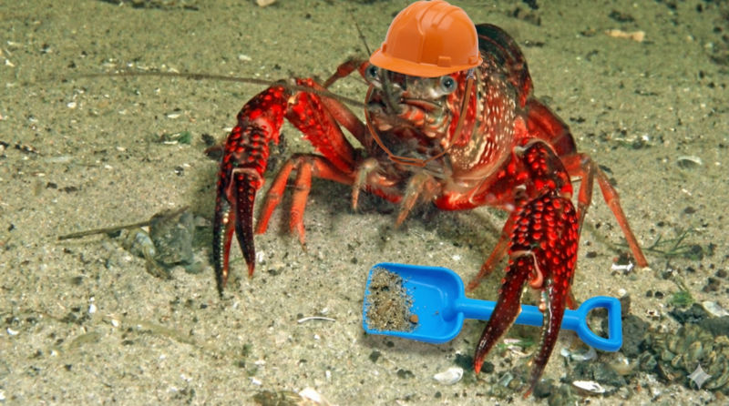 Rivierkreeft
