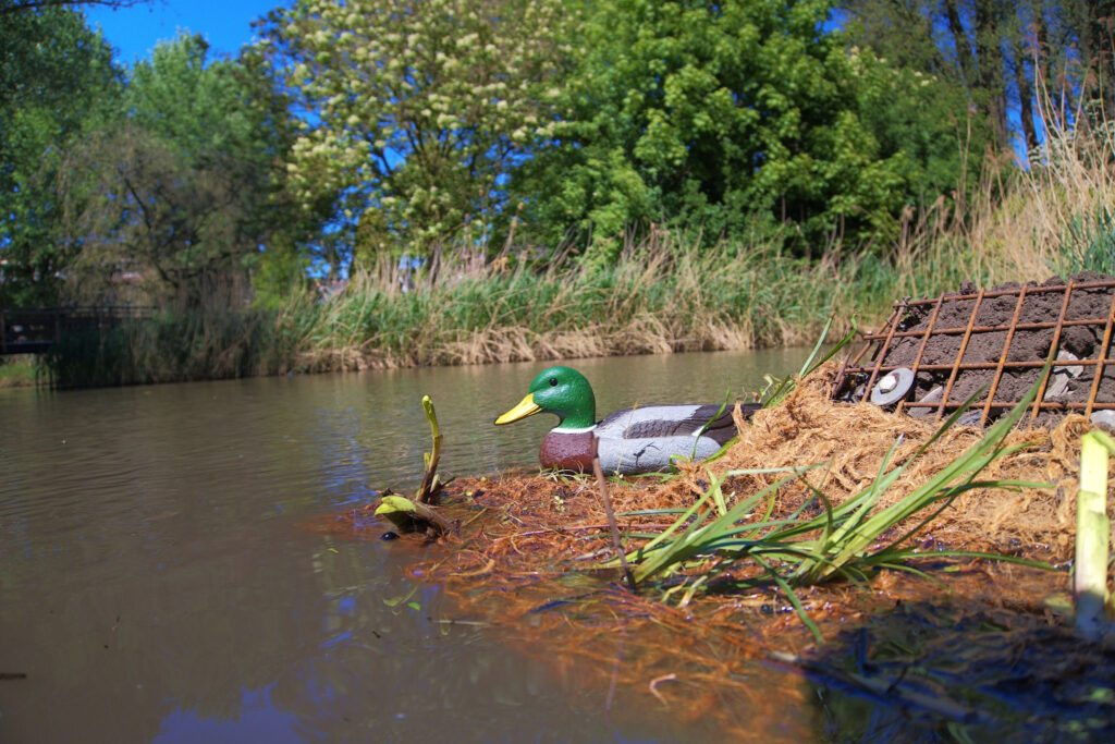 Een foto van een model-eend op de HIP Groen Natuurvriendelijke Beschoeiing.