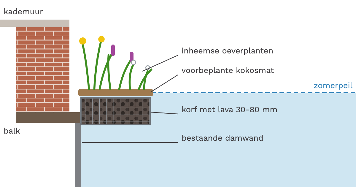 Doorsnede groene kade korf en kokosmat Principe-doorsnede groene kade: korf met lava op de bestaande damwand, voorbeplante kokosmat en oeverplanten op zomerpeil