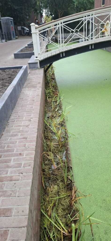 Groene kade in Gouda net na aanleg in oktober 2026: jonge oeverplanten in de kokosmat langs de kademuur