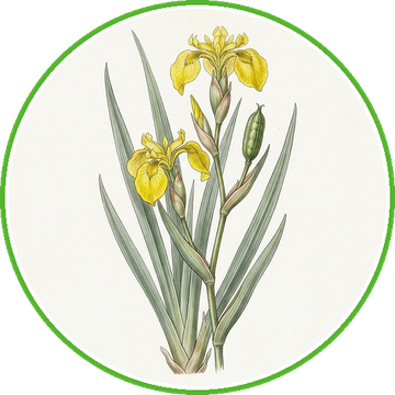 Illustratie gele lis, Iris pseudacorus
